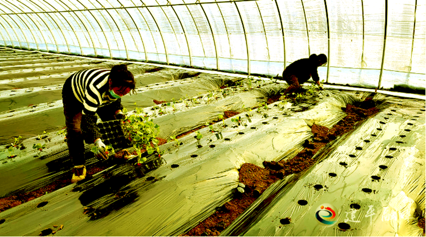 辽宁省建平县红山街道:设施农业富民兴村产业旺