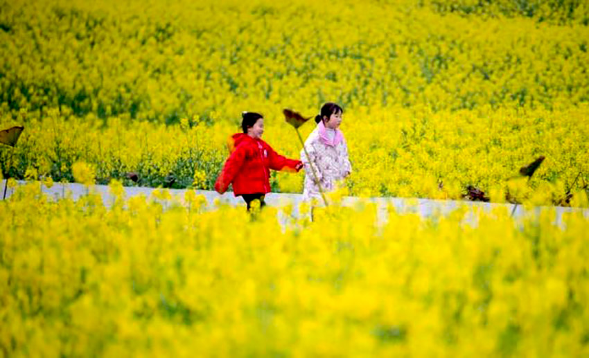 重庆石柱:千亩油菜花绽放美丽经济