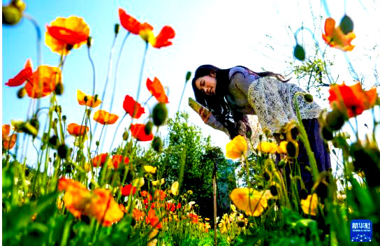 春城繁花引客来