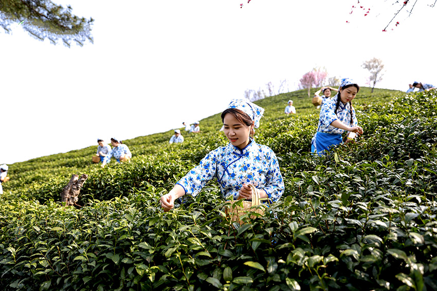 河南信阳:茶山之上采茶忙