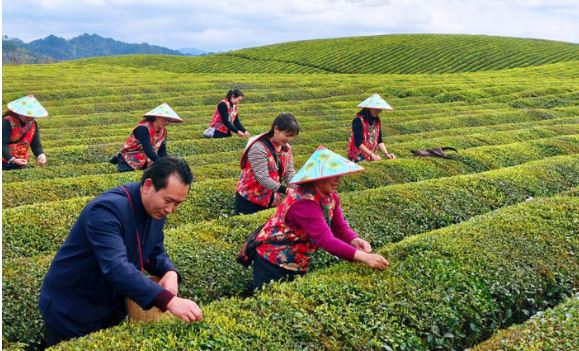 数读中国开局新活力|万亩春花+百亿春茶+近千项活动