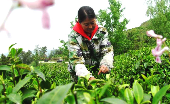 春茶飘香采摘忙