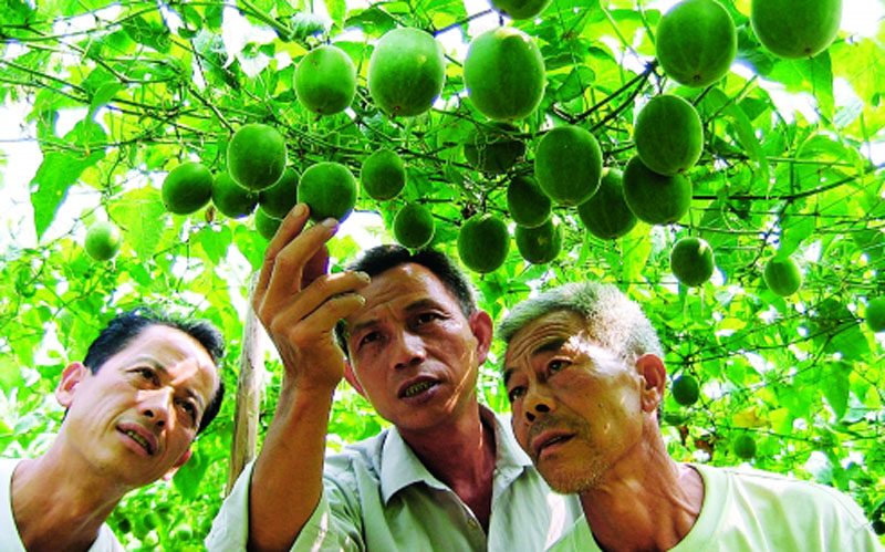 农业农村部:进一步完善绿色农业投入品补贴措施