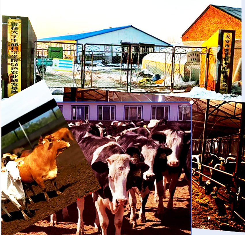 中国投资协会农投委乡村振兴专家委员会在吉林调研肉牛养殖场(三)