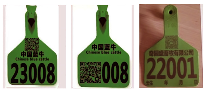 中国投资协会农投委乡村振兴专家委员会在吉林调研肉牛养殖场(三)