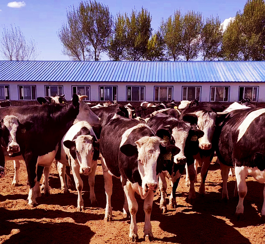 中国投资协会农投委乡村振兴专家委员会在吉林调研肉牛养殖场(三)