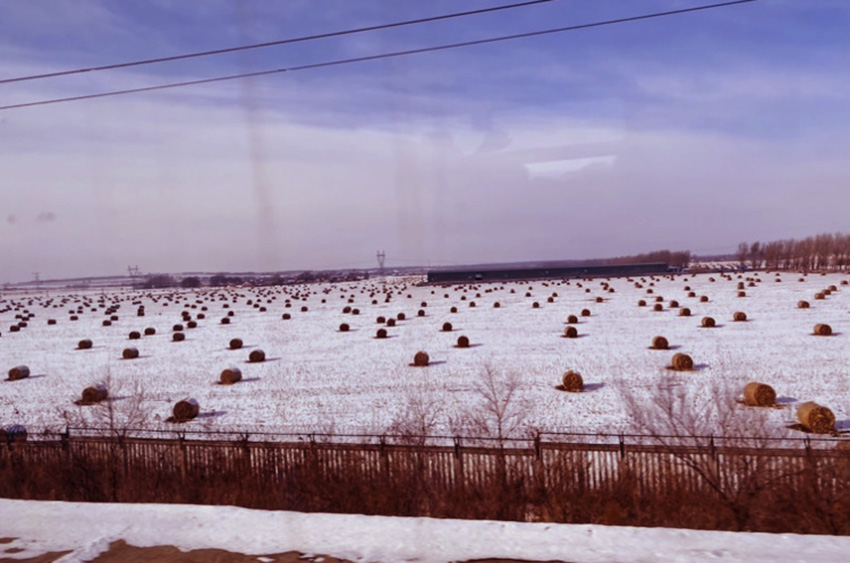 中国投资协会农投委乡村振兴专家委员会在吉林调研肉牛养殖场(三)