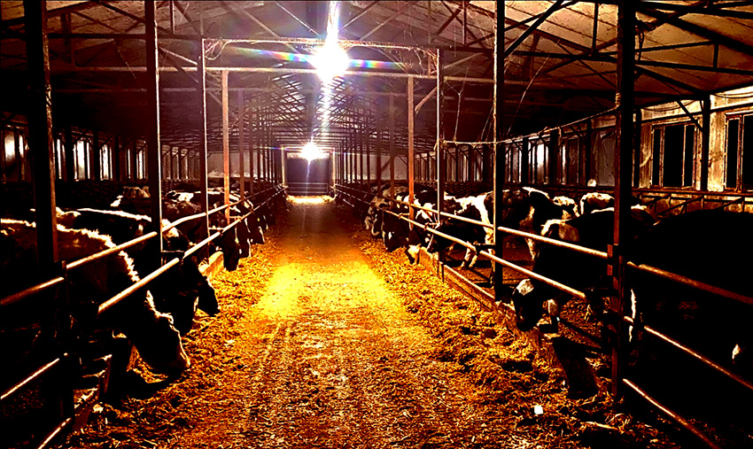 中国投资协会农投委乡村振兴专家委员会在吉林调研肉牛养殖场(三)