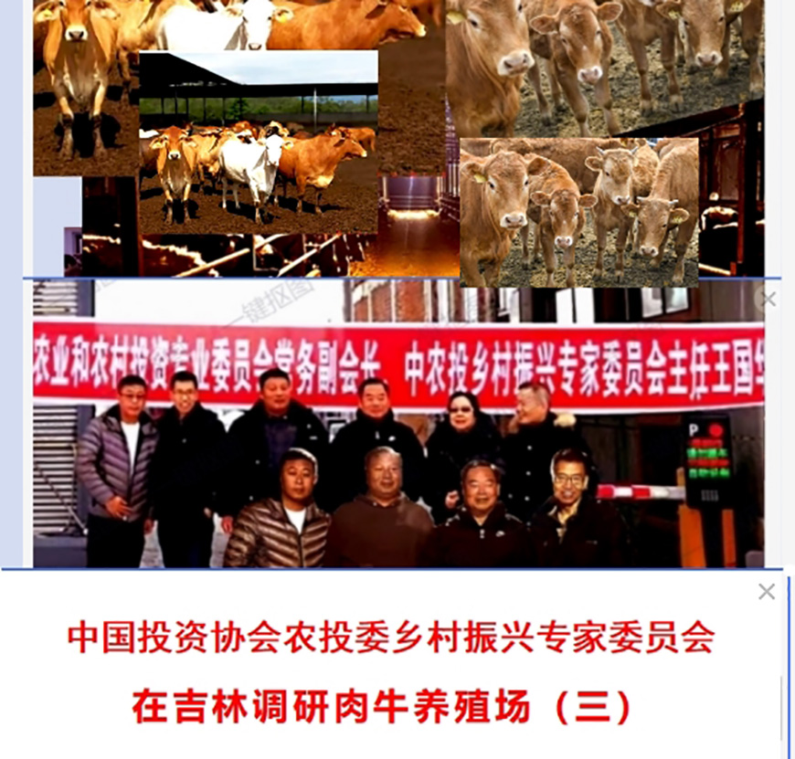 中国投资协会农投委乡村振兴专家委员会在吉林调研肉牛养殖场(三)