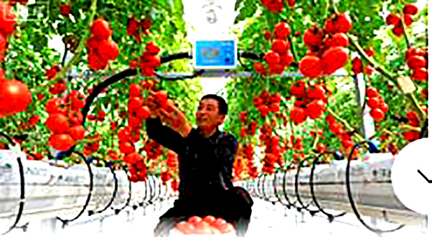 盘山县设施棚菜 “科技 + 产销” 特色果蔬产业成为乡村振兴“新引擎”