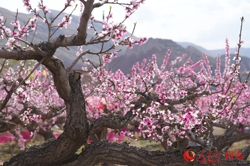 高原桃花次第开